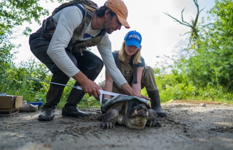 Two researchers measure the shell of a snapping turtle 
