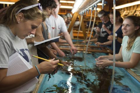 UNH students conducting fish research